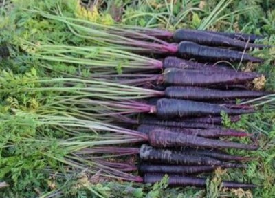 黑胡萝卜亩产量多少斤 胡萝卜平均亩产多少斤