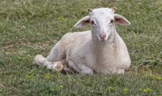 梦见好多羊群是什么意思 梦见好多羊群有什么含义呢