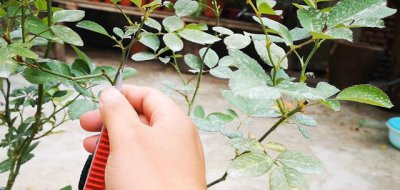 月季花谢了以后需要修剪吗 月季花过冬前什么时候剪枝