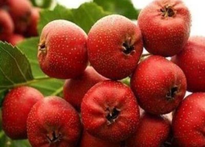 山楂的寓意和象征意义 为什么用山楂树比喻爱情