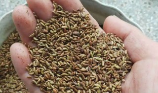 紫穗槐泡几天能发芽 紫穗槐泡多长时间发芽