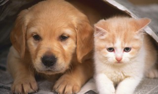 小猫不拉屎怎么办 猫咪拉不出粑粑怎么办