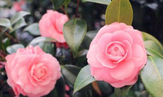 买回来的鲜花怎么保鲜 如何让家中的鲜花更持久保鲜