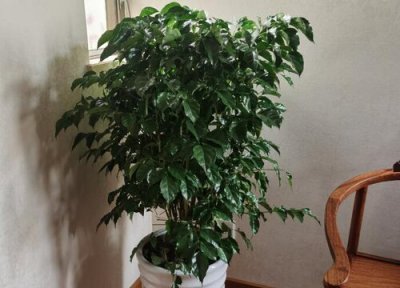 幸福树烂根黄叶怎么办 如何恢复