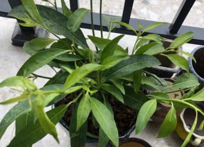 夜来香叶子卷曲怎么办 卷叶原因及补救方法