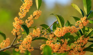 八月桂花树怎么养才长得好看 八月桂花树如何养才长得好看