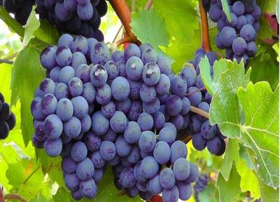 葡萄春季施肥用什么肥料 开春葡萄树怎么施肥搭配正确