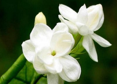 茉莉花是热性还是凉性 茉莉花属于热性还是凉性