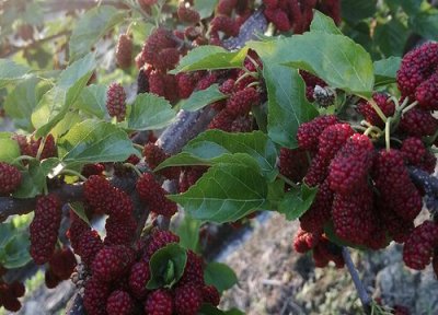 桑树种植中常见病害 桑树病虫害防治技术与方法措施