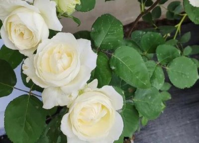 伊芙婚礼之路月季优缺点 阳台养婚礼之路抗病性好长得慢