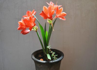 紫根兰花期几天 花期多长时间