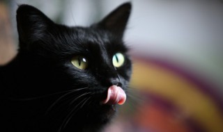 猫吃叶子怎么回事 猫吃叶子的原因