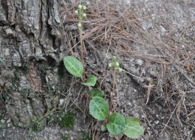 鹿衔草特点 鹿衔草的功效与作用