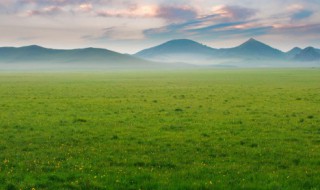 人工草坪的种植方法 人工草坪怎么种植