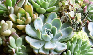 多肉的种植方法和注意事项 多肉怎么种植