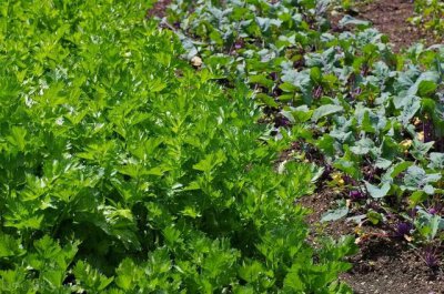 芹菜什么时候育苗最好 芹菜播种育苗方法和栽种时间