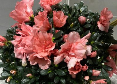 杜鹃花喜水还是喜旱 杜鹃花喜湿还是喜干旱