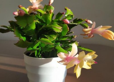 蟹爪兰开花时用什么肥料最好 用什么植料养护蟹爪兰和君子兰长势旺