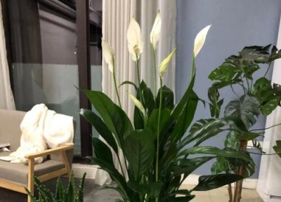 一帆风顺花怎么修剪好看 一帆风顺花什么时候修剪合适