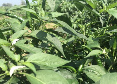 辣椒扦插繁殖 辣椒可以扦插繁殖吗