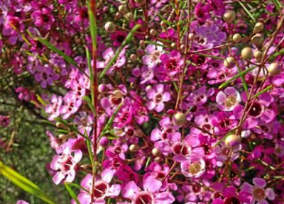 红色腊梅是染色的吗 红色腊梅鲜花是纯天然的吗