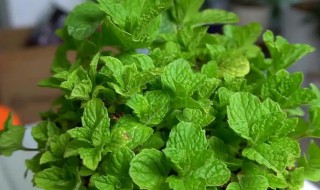 盆栽薄荷管理措施和方法 盆栽薄荷管理方法