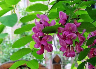 槐树叶子形状 槐树的叶子像什么形状