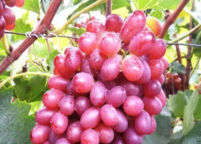 葡萄树生长周期 葡萄树打什么药好