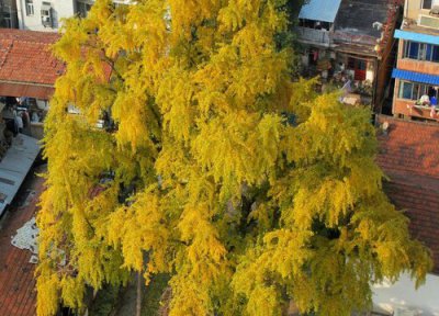 汉阳树是什么树 武汉最古老的银杏树