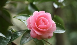 养花怎么养才能旺盛 正确养殖花的方法