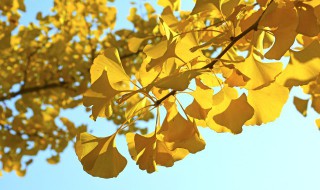 银杏树为什么被称为活化石 银杏树被称为活化石的缘由介绍