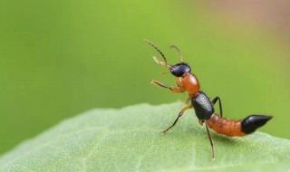 隐翅虫怎么预防才好 隐翅虫如何预防才好
