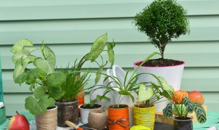 冬季南方适合养什么盆栽 冬季南方适合养的盆栽