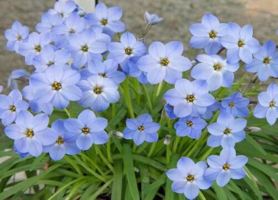 韭菜兰花一年开花次数 韭菜兰花一年开几次花