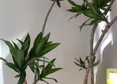 家里养龙血树好吗 家里为什么不能养龙血树