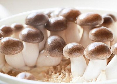 2023年不愁销路的种植 种植业什么前景最好又好销售