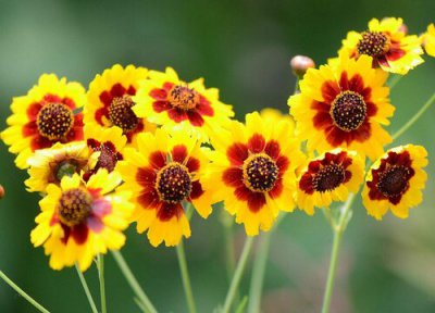 蛇目菊花期时间 蛇目菊花期是什么时候