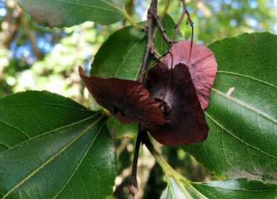 铜钱树生长习性 铜钱树的养殖方法和注意事项有哪些