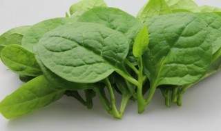 木耳菜能生吃吗 木耳菜适合生食吗