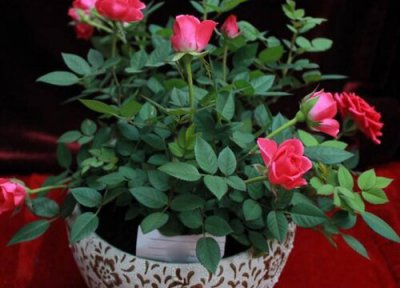 月季花什么时候开花 一年开几次花