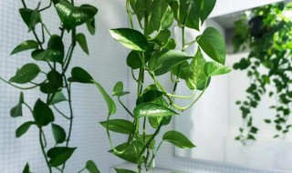 绿萝冻死了怎么办 受冻绿萝家庭养护方法分享