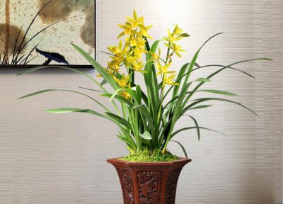 盆栽兰花怎样栽培种植最好 如何栽种兰花容易成活