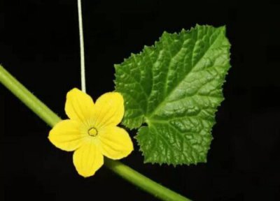 哈密瓜授粉方式 哈密瓜授粉时间与方式方法