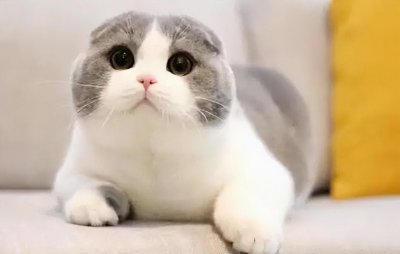 猫的寿命一般多少年 影响宠物猫咪的寿命因素分析