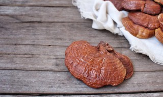 什么季节吃灵芝好 灵芝什么季节吃最好呢