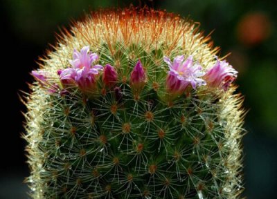 玉翁花期时间 玉翁花期是什么时候