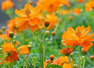 黄秋英花有毒吗 种室内有毒吗