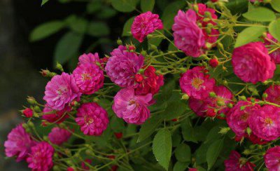 月季叶子发黄一碰就掉要施什么肥 叶子上有黄点怎么救