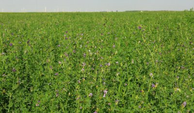 多年生牧草品种简介及图片 适合北方种植的耐寒高产牧草