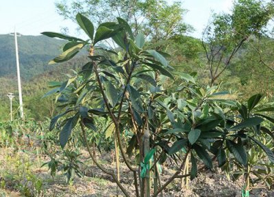 枇杷树喜水还是喜旱 枇杷树喜湿还是喜干旱